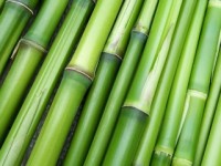 klarer-vorteil-wooden-shade-bambus-holz-sonnenbrille-bamboo-wood-sunglasses