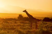 Giraffe Sonnenuntergang Elela Afrika