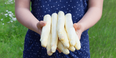 Header_Spargel